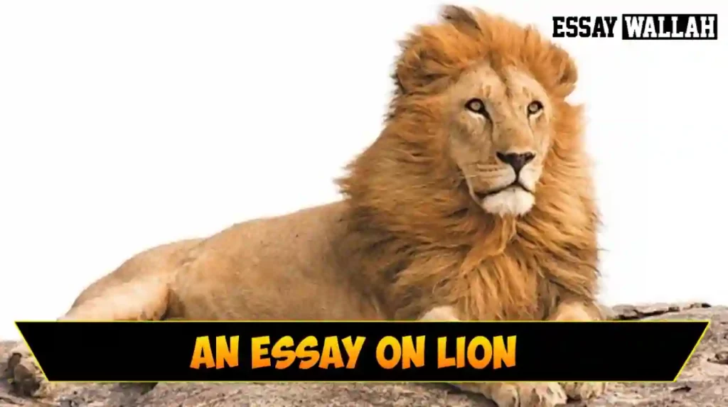 Lion Essay